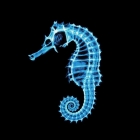 Seahorse：在 Linux 中管理你的密码和加密密钥